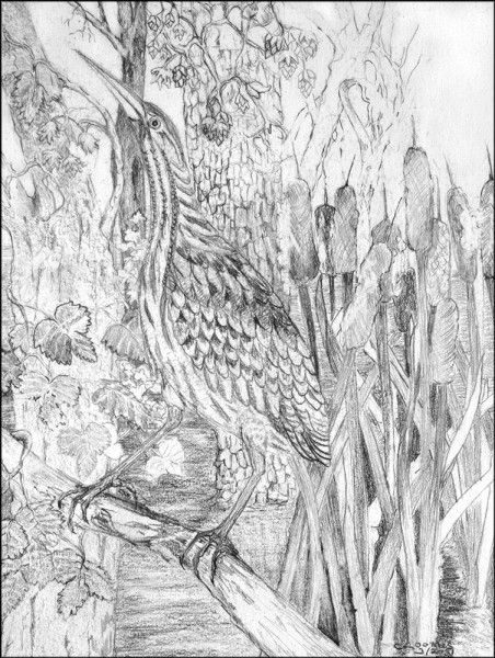 american bittern