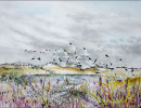 snow geese