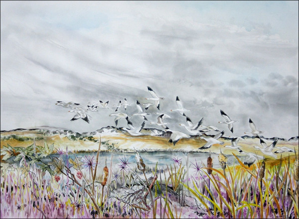 snow geese