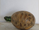 turtle gourd