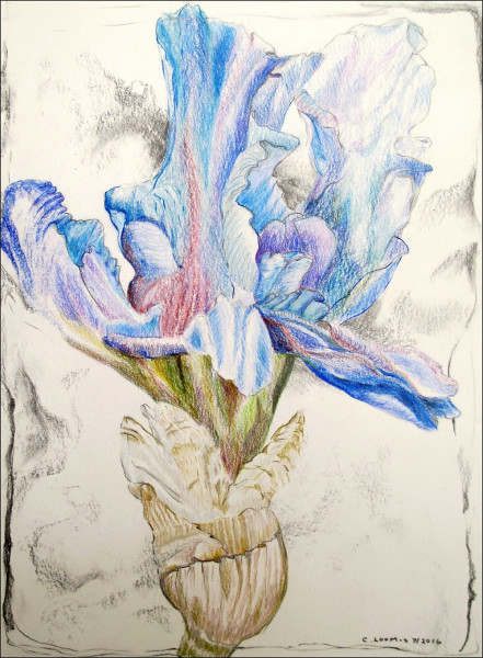 blue iris8