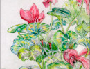 cyclamen16