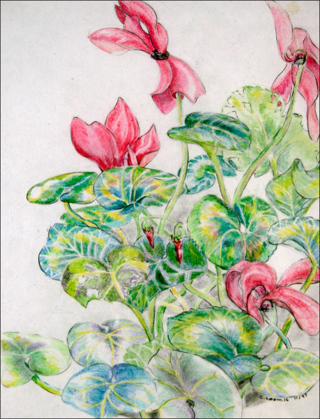 cyclamen16