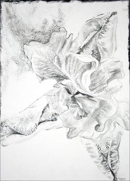 graphite iris13