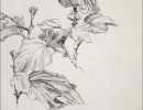 hibiscus in  blck   wht19