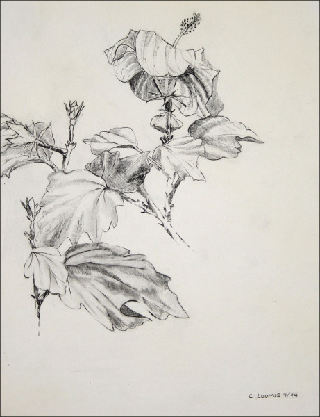 hibiscus in  blck   wht19