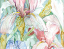 iris 7