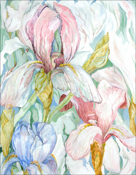 iris 7