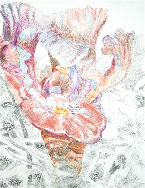 iris brown6