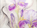 iris magenta1