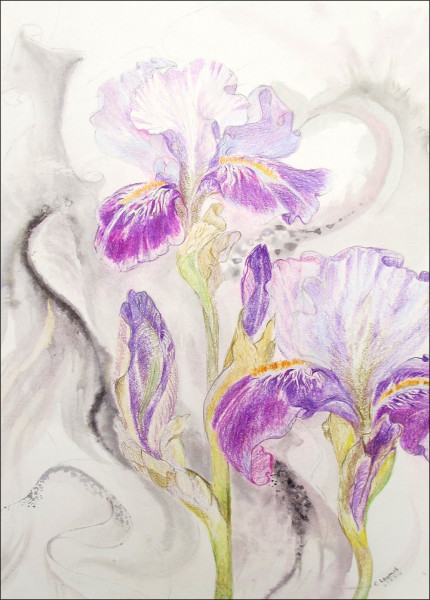 iris magenta1