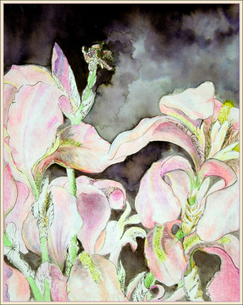 iris with dark background6