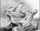 march bones16