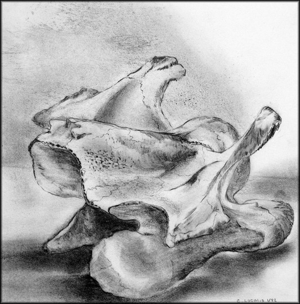 march bones16