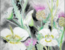 mariposa lily wavyleaf thistle119