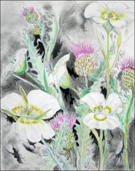 mariposa lily wavyleaf thistle119