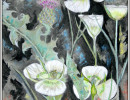 mariposa lily wavyleaf thistle26