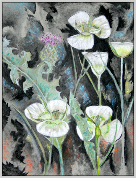 mariposa lily wavyleaf thistle26