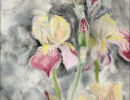 maroon iris on gray paper12