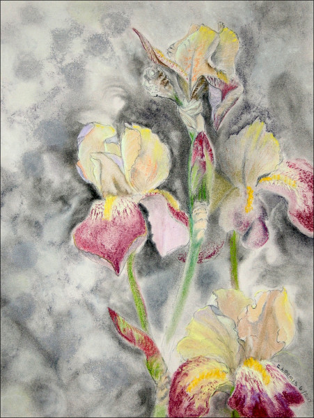 maroon iris on gray paper12