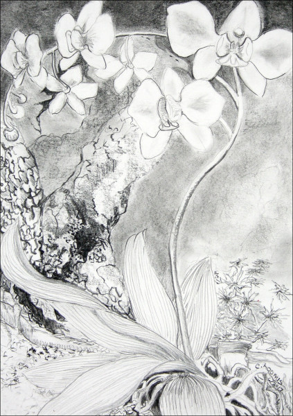 orchid 