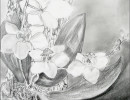 orchid 