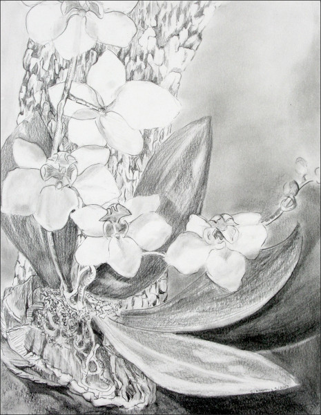 orchid 