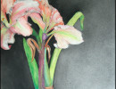 striped amaryllis3