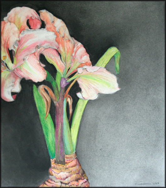 striped amaryllis3