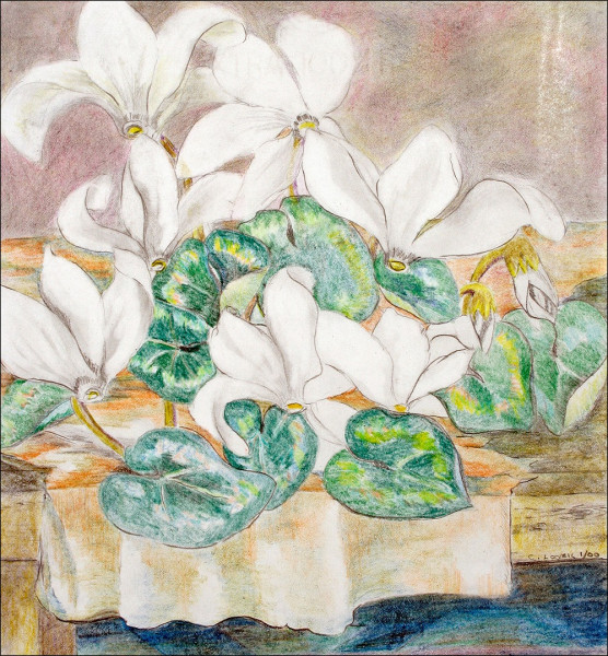 white cyclamen