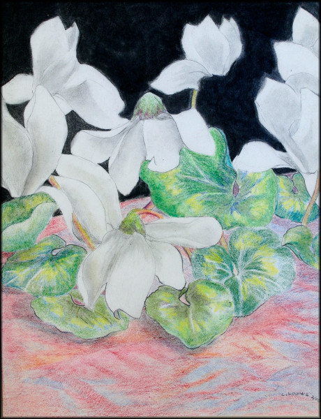 white cyclamen i19