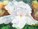 white iris wc15