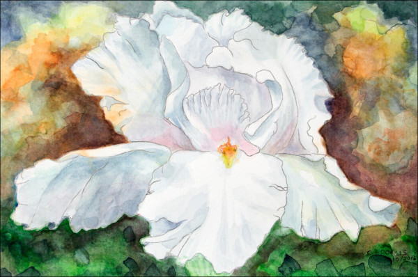 white iris wc15