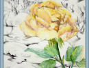 winter rose1