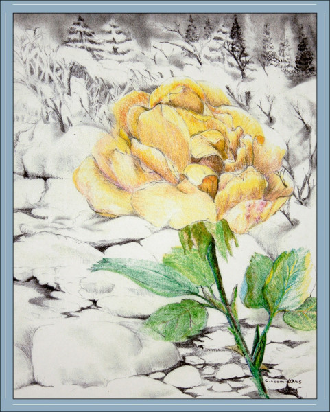 winter rose1