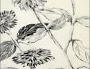 zinnias4