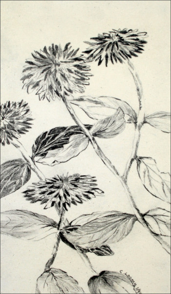 zinnias4